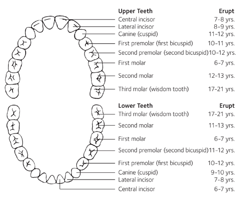 Permanent Teeth diagram