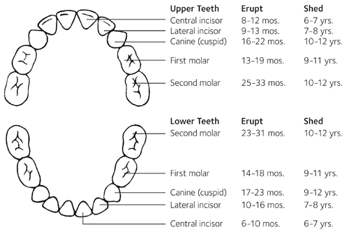 Primary Teeth diagram